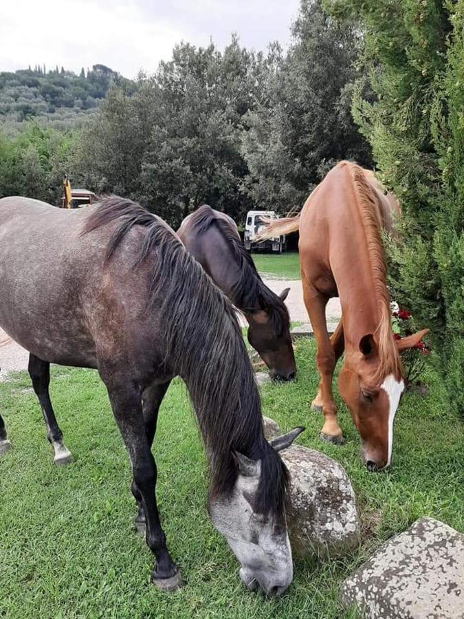 Agriturismo Frantoio Valiani Cortona Exterior foto