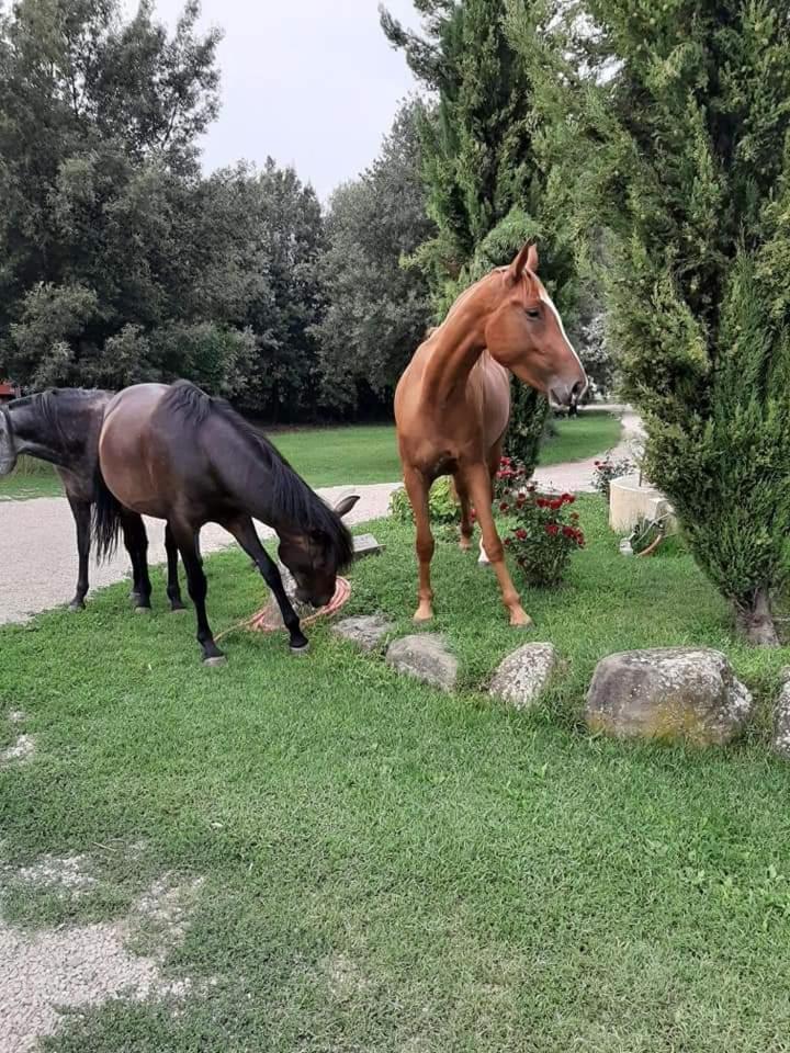 Agriturismo Frantoio Valiani Cortona Exterior foto